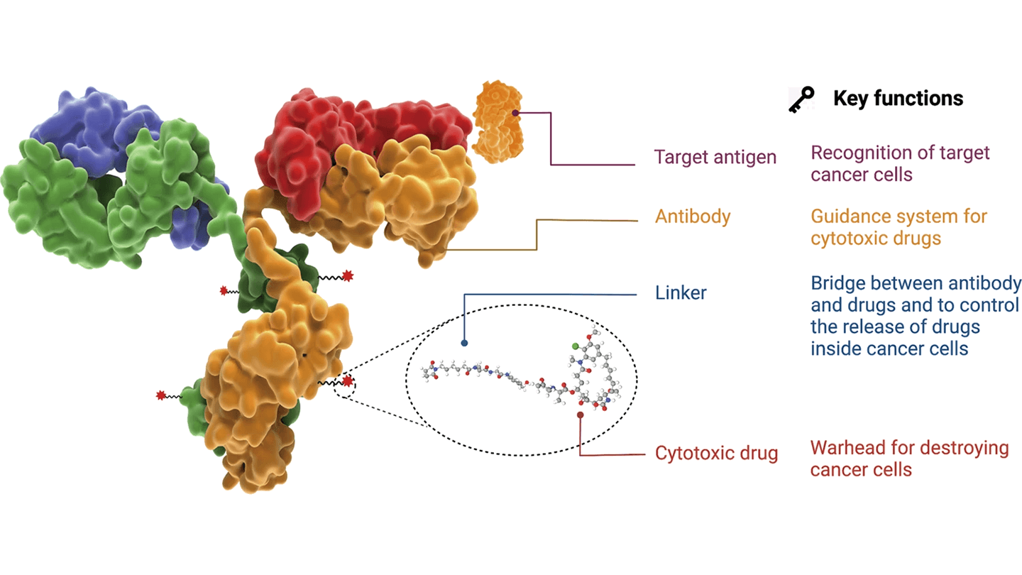 antibodies infographic figure 3