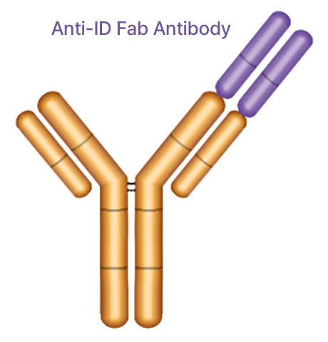 Anti-Idiotypic Antibody Type 1
