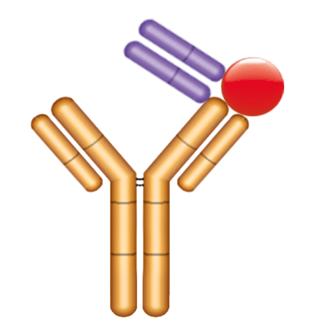 Anti-Idiotypic Antibody Type 3