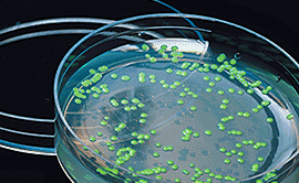 pGLO Plasmid 
    and GFP Kits
    