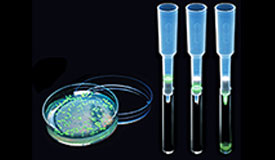 GFP Purification with Chromatography and Electrophoresis