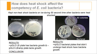 pGLO Bacterial Transformation Inquiries for Your Classroom