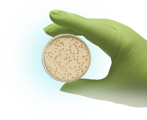 Hand holding a petri dish
