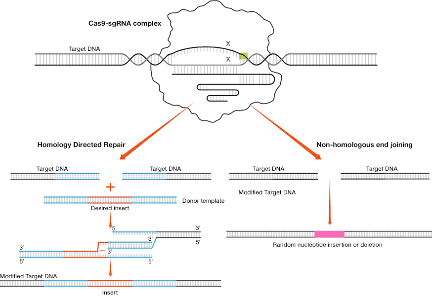 Illustration showing DNA repair via homology directed repair and non-homologous end joining
