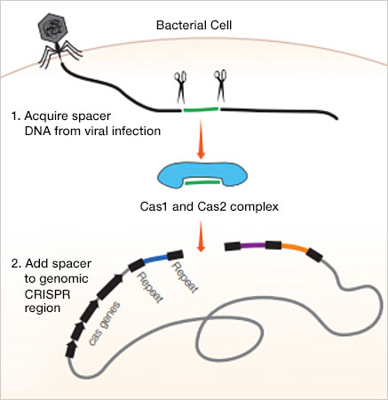 Illustration of how CRISPR-Cas9 acquires foreign DNA sequences