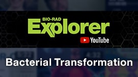 YouTube pGLO Bacterial Transformation Playlist