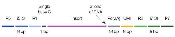 RNA Library Molecular Structure with SEQuoia RNA Library Prep Kit