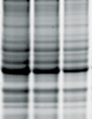 stain-free total protein normalization