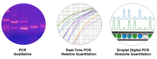 Digital PCR represents a third generation of PCR that enables absolute quantification of target sequences