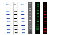 protein ladder western blot bio rad