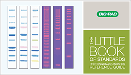 protein ladder western blot bio rad