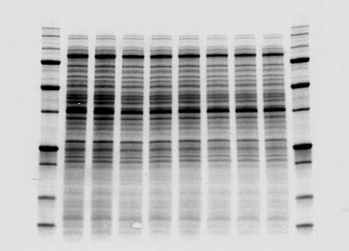 bio rad western blot gel preparation