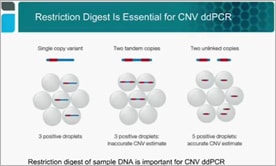 Droplet Digital PCR for Gene Copy Number Variation